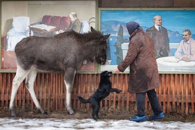 Необычный питомец лось по имени Гриша