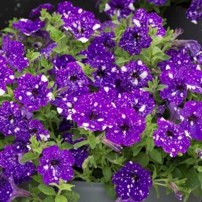 Петуния Ночное небо на цветках которой можно увидеть космос