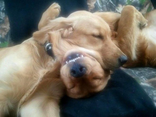 sleepydogs03