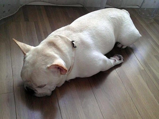 sleepydogs05