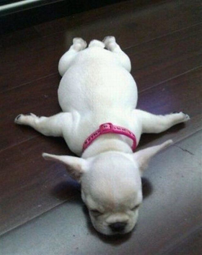 sleepydogs06