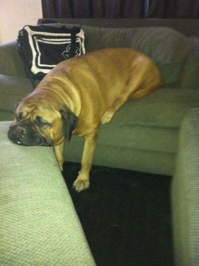sleepydogs08