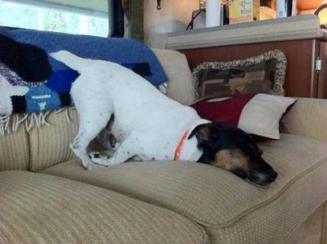 sleepydogs09