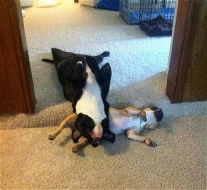sleepydogs10