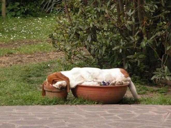 sleepydogs18