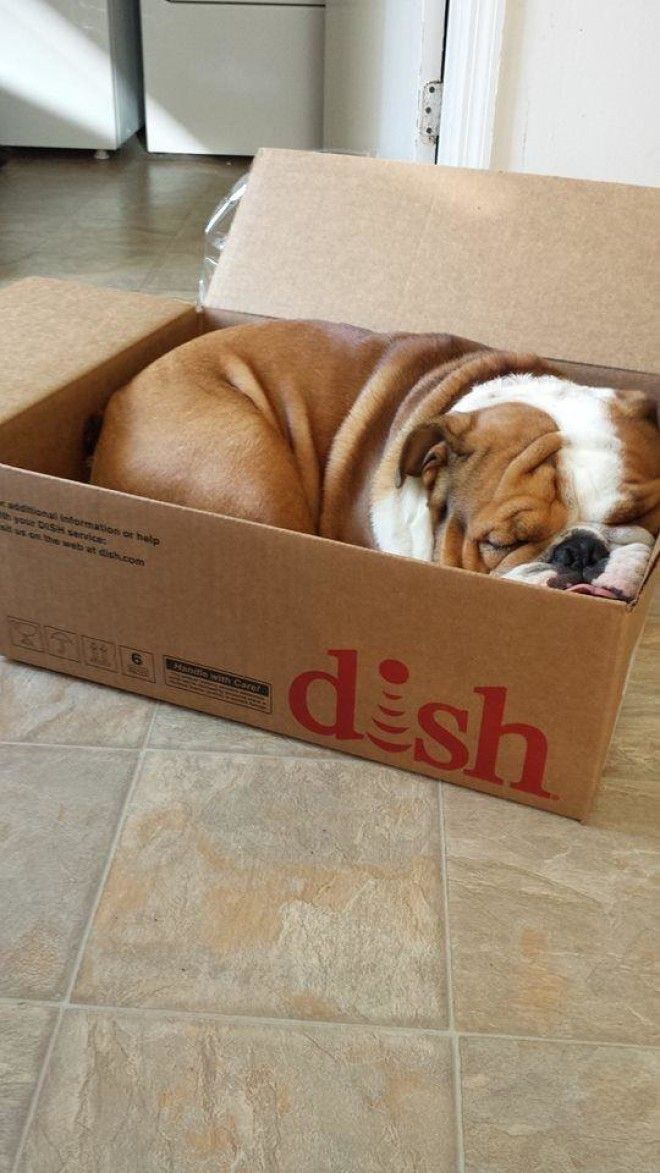 sleepydogs19