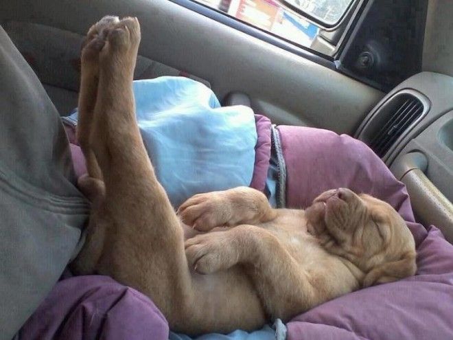 sleepydogs20