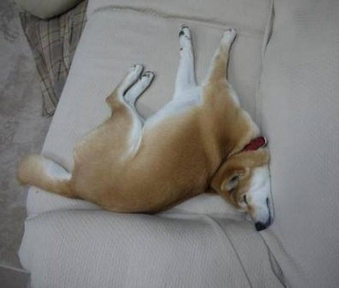 sleepydogs24