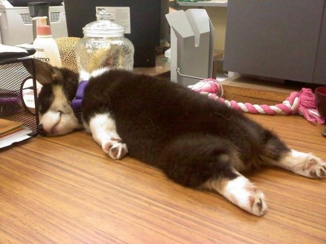 sleepydogs27