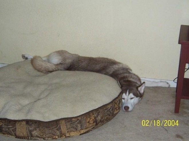 sleepydogs29