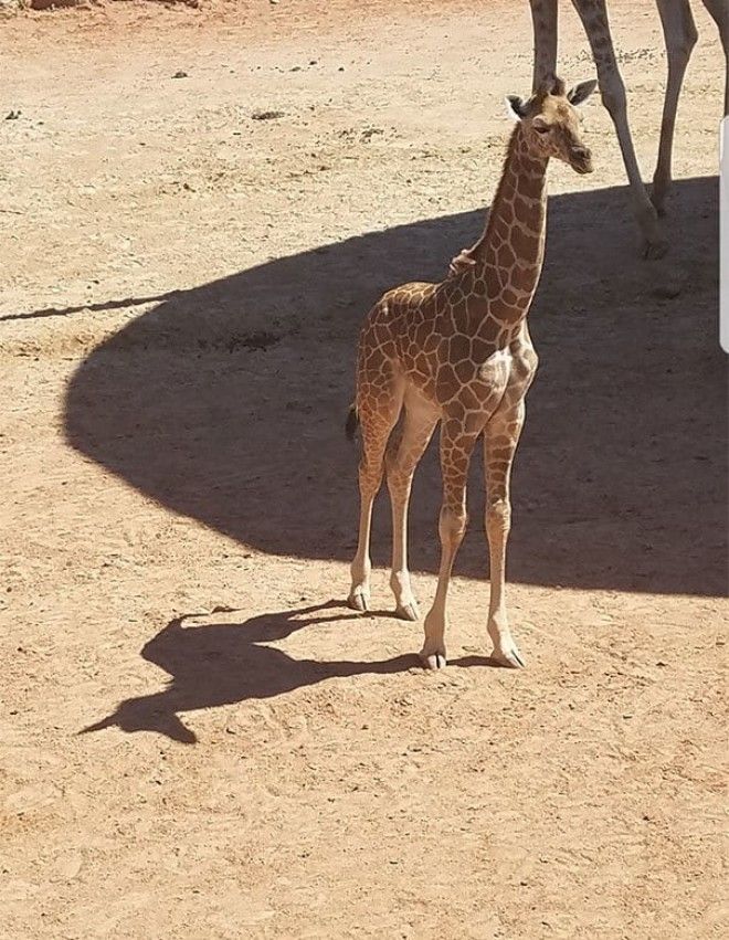 Giraffe