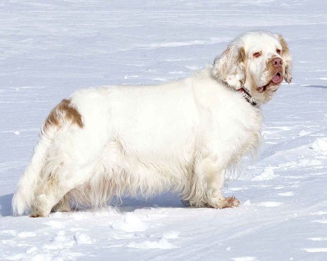 spaniel-clumber