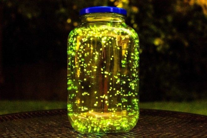 I Put Some Fireflies In A Jar And Did A Long Exposure For 3 Minutes Don