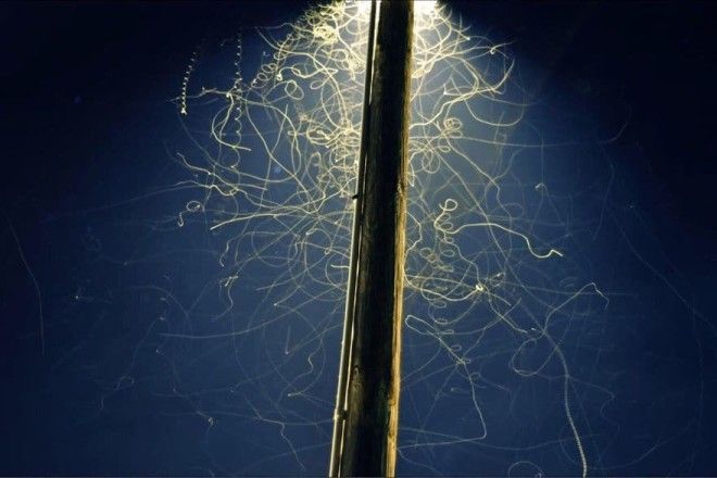 Long Exposure Of Bugs Under A Streetlamp