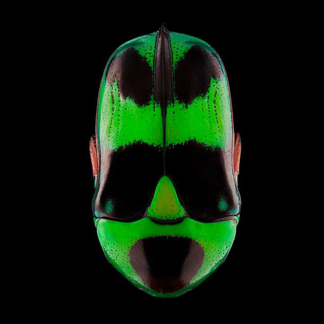 Спинки насекомых, которые очень напоминают ритуальные африканские маски