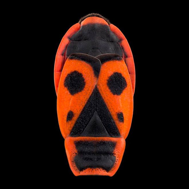 Спинки насекомых, которые очень напоминают ритуальные африканские маски