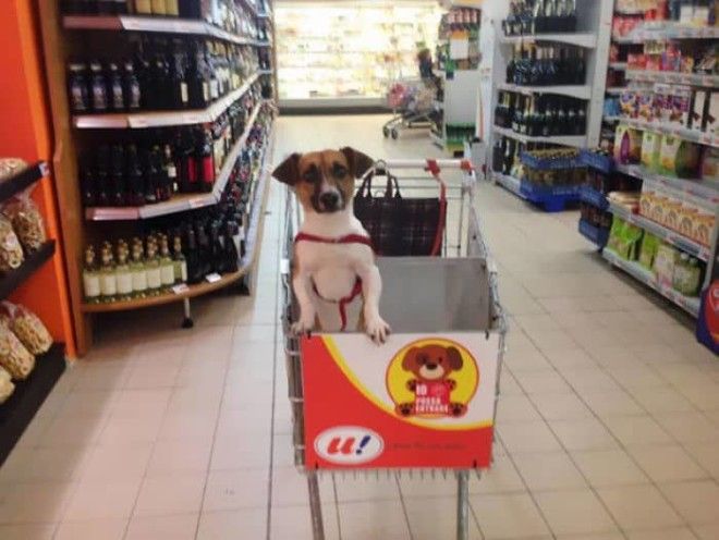 Italian Grocery Store Gets DogFriendly Carts So You Can Shop With Your Dog