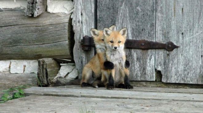 amazingfoxes04-800x570