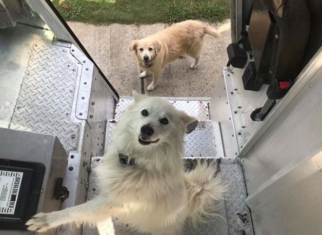 Группа Шона МакКаррена получила название UPS Dogs. Группа Шона МакКаррена получила название UPS Dogs.