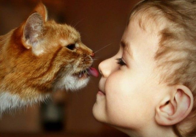 Без кота и жизнь не та