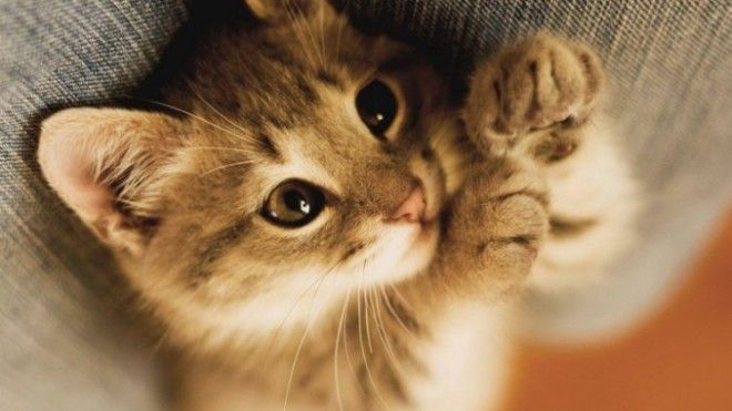 Без кота и жизнь не та