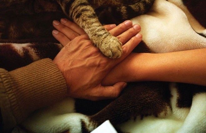 Без кота и жизнь не та