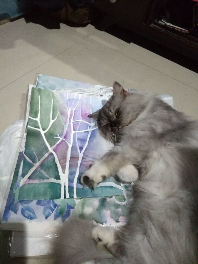 Сегодня кот выбрал рисунки как место для сна животные кот коты кошки приколы с животными смешно фото юмор