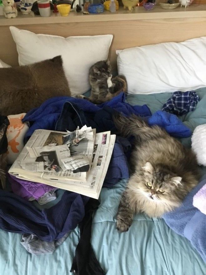 Какая еще утренняя газета животные кот коты кошки приколы с животными смешно фото юмор