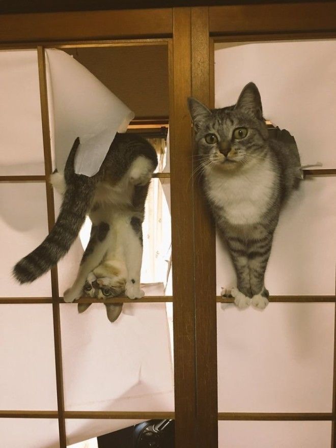 Коты думают что новые японские двери их новая игрушка животные кот коты кошки приколы с животными смешно фото юмор