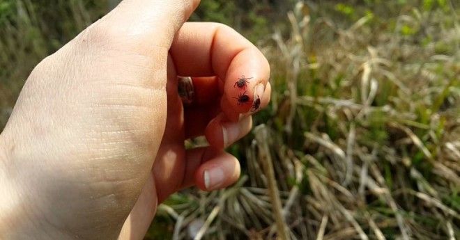 Как удалить клеща в домашних условиях