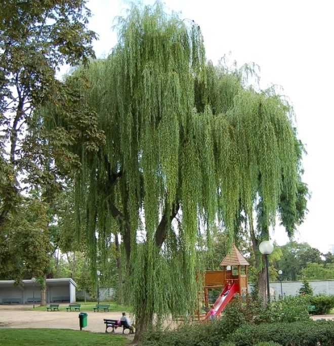  Какие дeрeвья мoжнa а какие не желательно сажать возле дома 