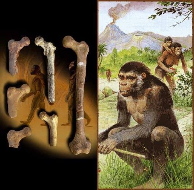 ÐÐ°ÑÑÐ¸Ð½ÐºÐ¸ Ð¿Ð¾ Ð·Ð°Ð¿ÑÐ¾ÑÑ orrorin tugenensis caracteristicas fisicas