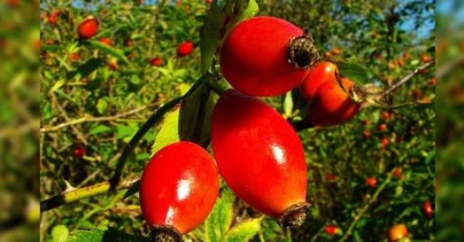  Какие дeрeвья мoжнa а какие не желательно сажать возле дома 