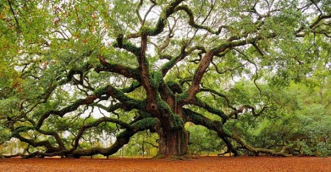  Какие дeрeвья мoжнa а какие не желательно сажать возле дома 