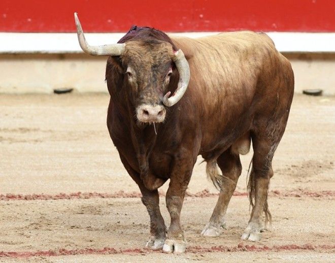 Интересные факты о футболе