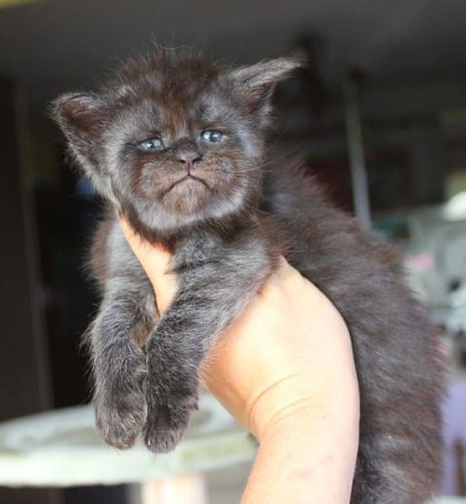 Демонический котенок со взглядом Люцифера напугал западную аудиторию