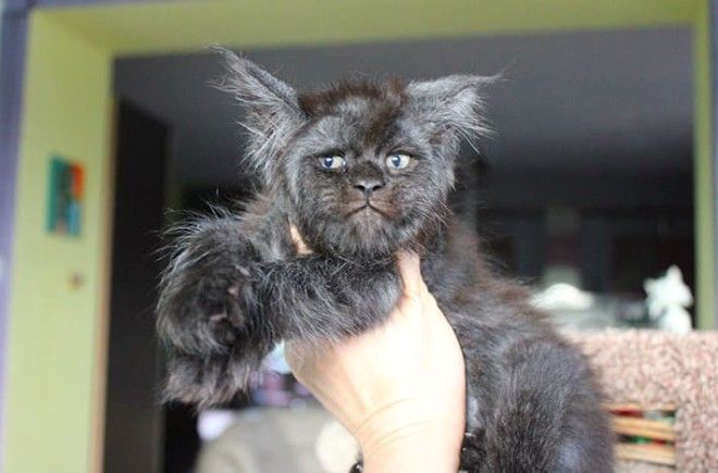 Демонический котенок со взглядом Люцифера напугал западную аудиторию