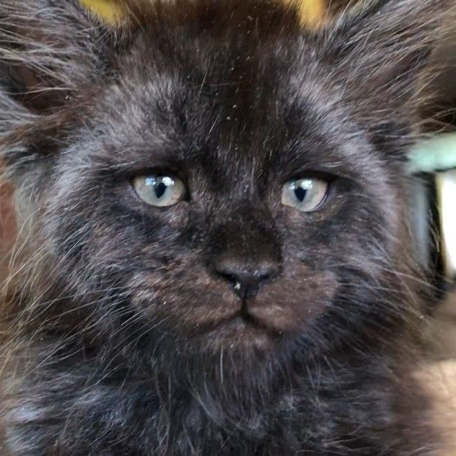 Демонический котенок со взглядом Люцифера напугал западную аудиторию