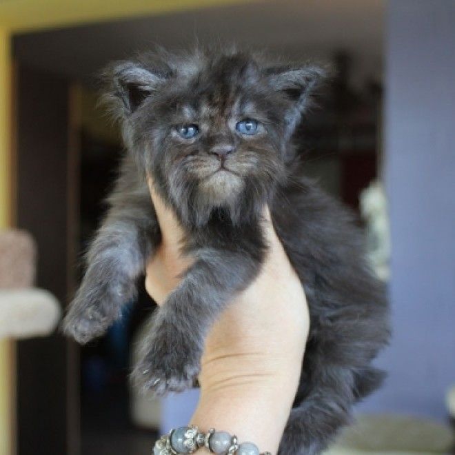 Демонический котенок со взглядом Люцифера напугал западную аудиторию