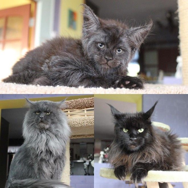Демонический котенок со взглядом Люцифера напугал западную аудиторию