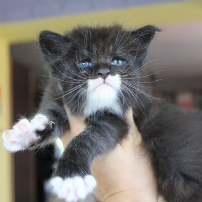 Демонический котенок со взглядом Люцифера напугал западную аудиторию