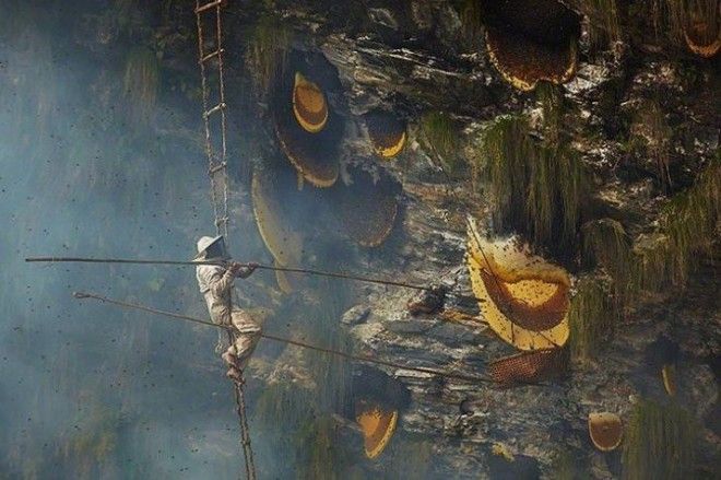 Большие желтые штуки — соты диких пчел в Непале в мире, вещи, размер, удивительно, фото