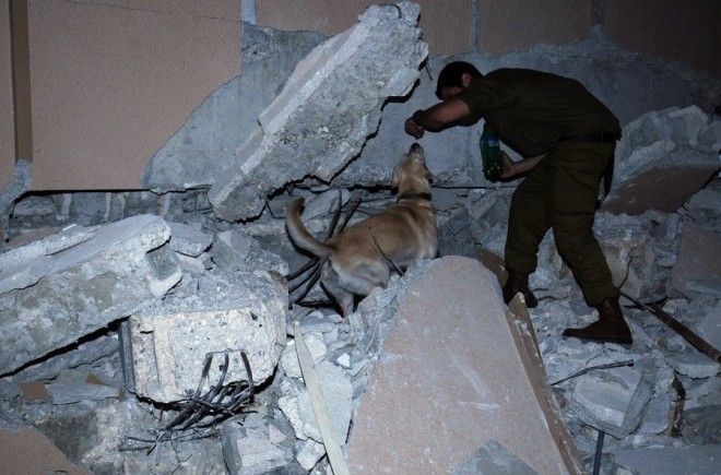 Боевые псы подразделения "Окец"