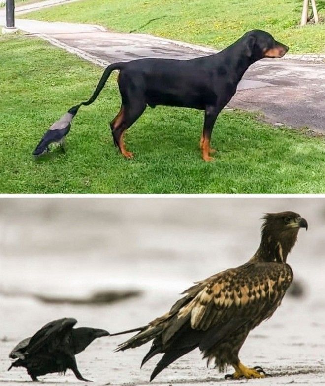 13 интересно-любопытных факта обо всем на свете