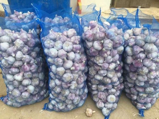 вред чеснока для здоровья