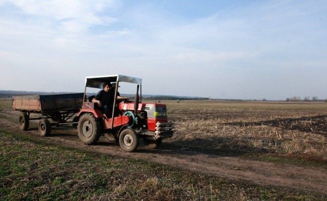 польза и вред чеснока