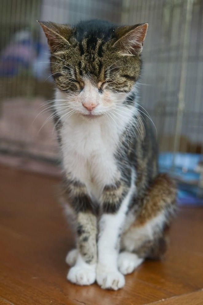 Кошка вернулась к хозяйке 13 лет спустя Счастливый конец, домашние любимцы, животные, кошки, мило, потеряшка, пропала и нашлась, трогательно