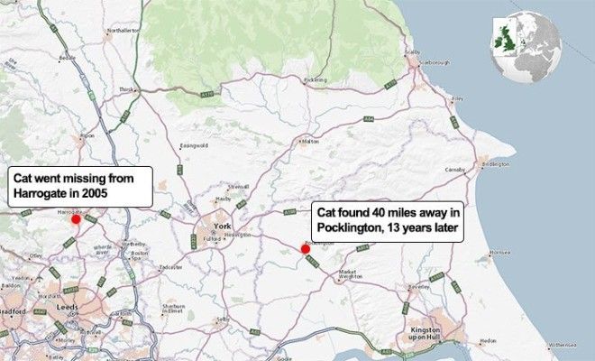 Кошка вернулась к хозяйке 13 лет спустя Счастливый конец, домашние любимцы, животные, кошки, мило, потеряшка, пропала и нашлась, трогательно