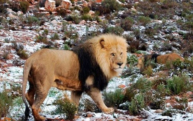 Южную Африку завалило снегом