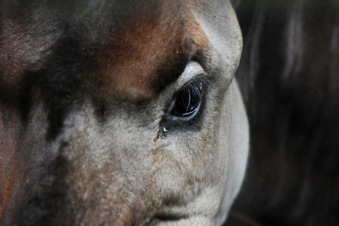 7 интересных фактов о лесном жирафе